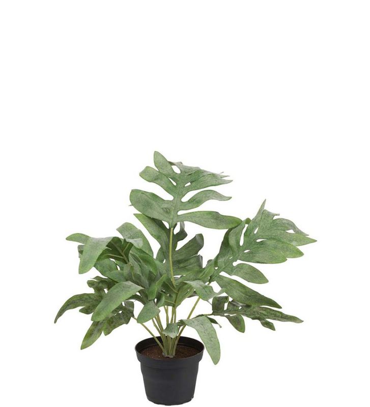 Bregne i potte 30 cm